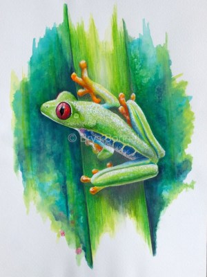 Red-Eye Frog (1)